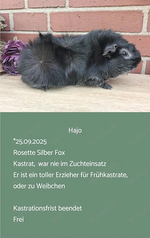 Kastrat Meerschweinchen US Teddy Rosetten  Bild 2