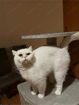 BKH Katze nicht kastriert