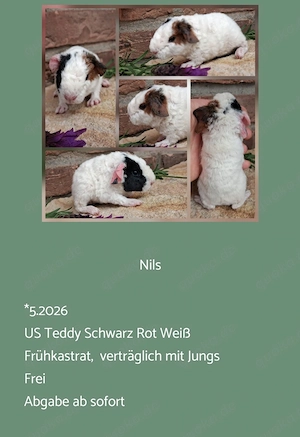 Frühkastrat US Teddy Meerschweinchen Jungtiere 