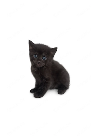 Katzen Baby 