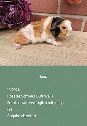 vers. Frühkastrat Meerschweinchen Rosette