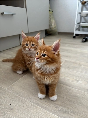 Maine Coon Kitten in Rot (Liebevoller Privatwurf)