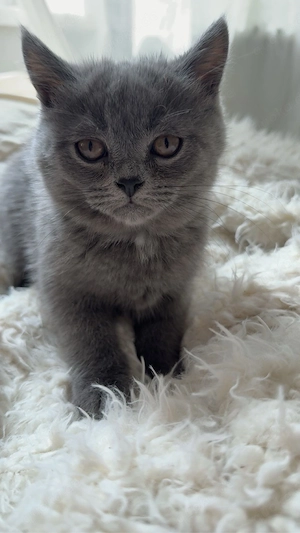 bkh perser Kater