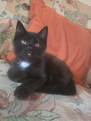 schönes katzen