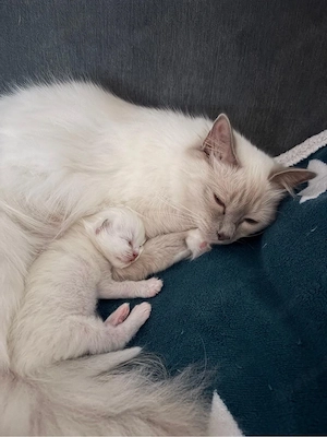 Wunderschöne Heilige Birma Kitten