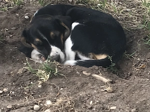Beagle Mädl noch zu haben Tel. 090901833
