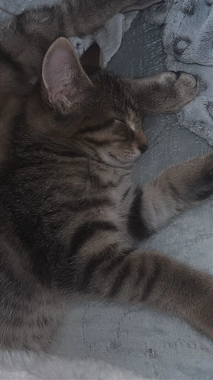 Baby kitten 