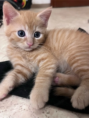 Maine Coon Mix Kitten 