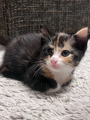 Maine Coon Mix Kitten 
