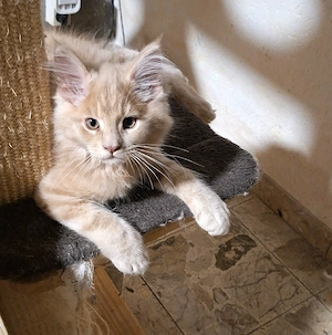 Reinrassige Maine-Coon Babys