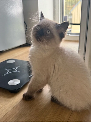     Britisch Kurzhaar & Langhaar Kitten   liebevoll aufgezogen Bild 7