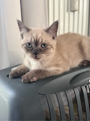     Britisch Kurzhaar & Langhaar Kitten   liebevoll aufgezogen Bild 6