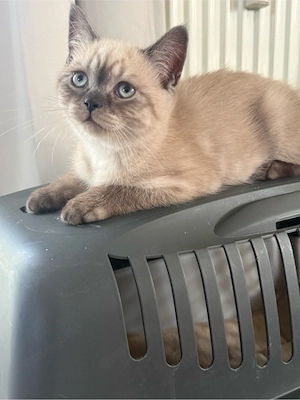     Britisch Kurzhaar & Langhaar Kitten   liebevoll aufgezogen Bild 4