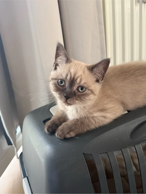     Britisch Kurzhaar & Langhaar Kitten   liebevoll aufgezogen Bild 3