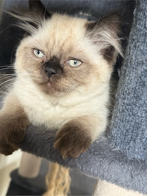     Britisch Kurzhaar & Langhaar Kitten   liebevoll aufgezogen Bild 5