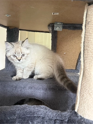     Britisch Kurzhaar & Langhaar Kitten   liebevoll aufgezogen Bild 9