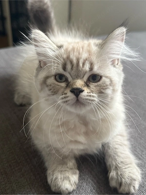     Britisch Kurzhaar & Langhaar Kitten   liebevoll aufgezogen Bild 10