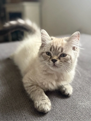     Britisch Kurzhaar & Langhaar Kitten   liebevoll aufgezogen Bild 8