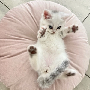 BKH süße Kitten