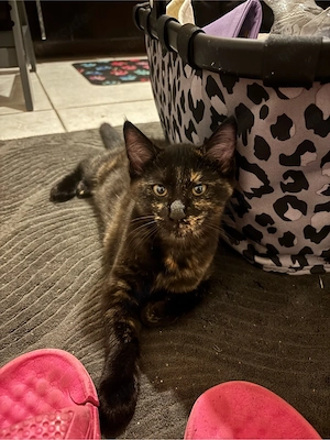 Maine coon mix