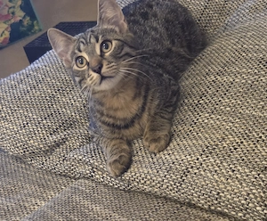 Zwei wunderschöne jungkater in liebevolle Hände.  abzugeben Alter  14 Wochem.