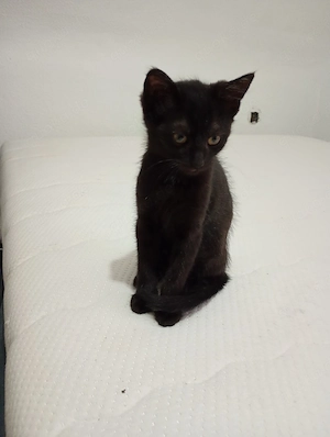 Bombay kitten
