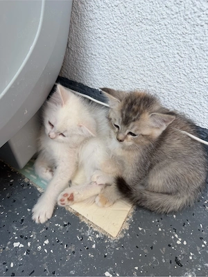 norwegische Waldkatze
