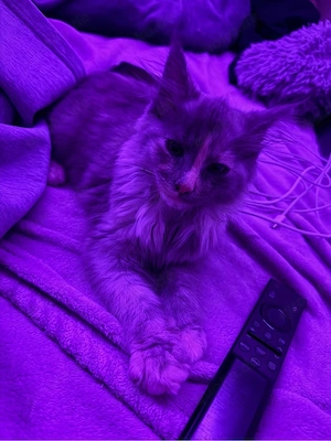 Maine Coon Kitten