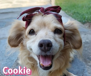 Cookie, 09 16 - großes Herz auf kleinen Pfoten