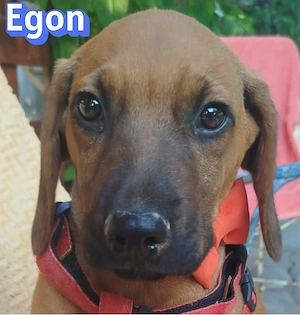 Egon, 03 26 - kleines Schlappohr sucht Familie