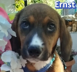 Ernst, 03 26 - Familienhund sucht Familie