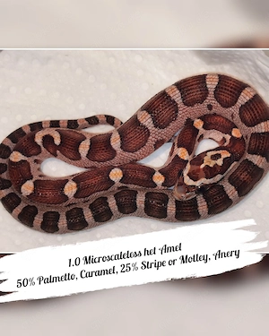 Kornnatter 2.0 Microscaleless het Amel 50% Palmetto, Caramel, 25% Stripe or Motley, Anery