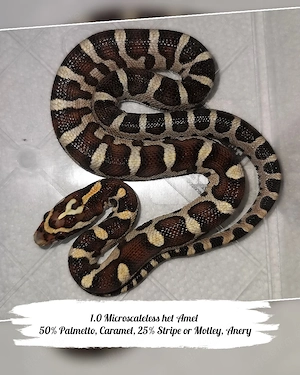 Kornnatter 2.0 Microscaleless het Amel 50% Palmetto, Caramel, 25% Stripe or Motley, Anery