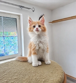 Maine Coon 
