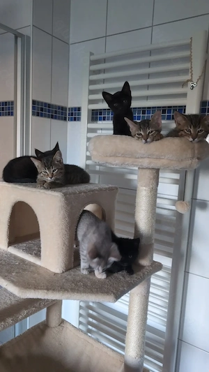 Britisch Kurzhaar -Bengalen Mix Kitten