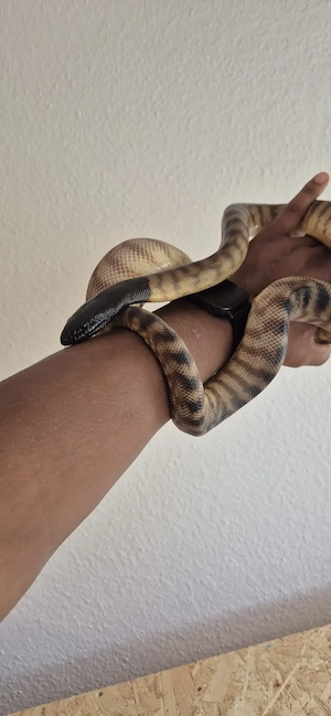 Schwarzkopfpython abzugeben 