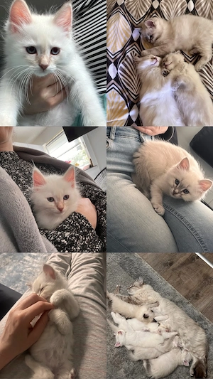 Liebevolle Ragdoll- Heilige-Birma-Kitten suchen ein neues Zuhause   