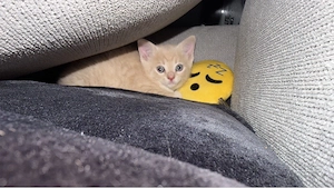 kitten creme 