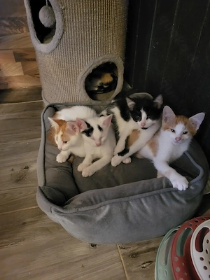 Zauberhafte kleine Katzenkinder