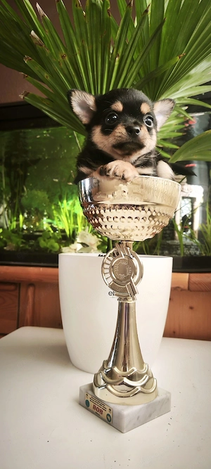 Chihuahua-Welpe (Rüde) zu reservieren