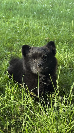 Spitz Welpe (Hündin) sucht liebevolles Zuhause
