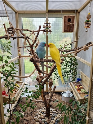 halsbandsittiche 