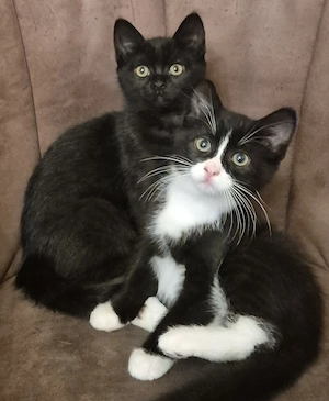 Nur zusammen, Felix und willow