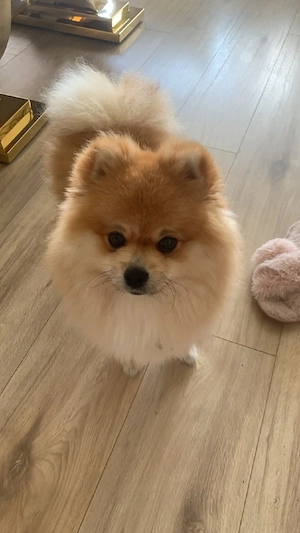 pomeranian mini spitz