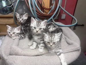 BKH Kitten black silber tabby (Whiskas Katzen :) typvoll, verschmusst und bestens sozialisiert