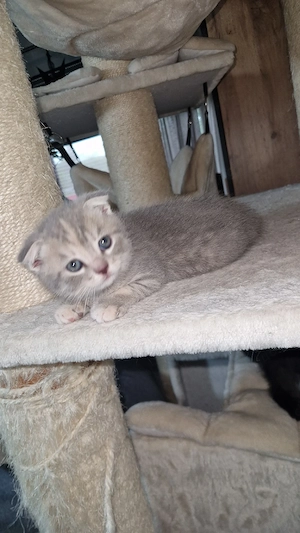 3 bezaubernde kitten suchen