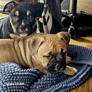 American Bully ( Pocket )
