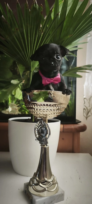 Chihuahua-Welpe (Hündin)   unsere kleine  Handtaschen-Prinzessin    Kleine auf der Handfläche   