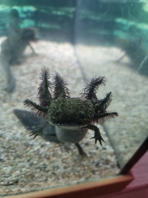 axolotl 3 stück