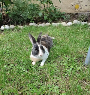 hase 1 jahr alt